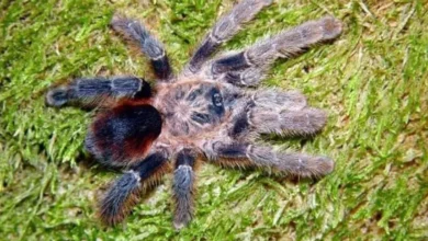 Avicularia merianae