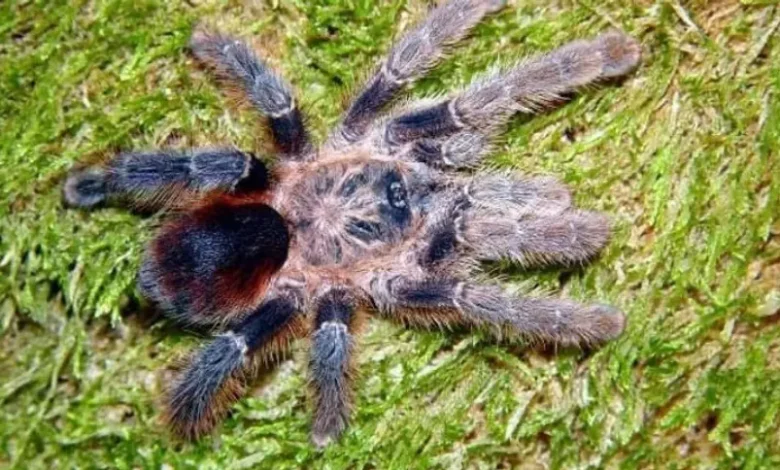 Avicularia merianae