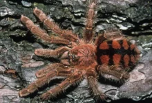 Avicularia minatrix