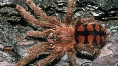 Avicularia minatrix