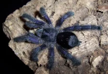 Avicularia purpurea