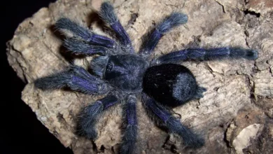 Avicularia purpurea