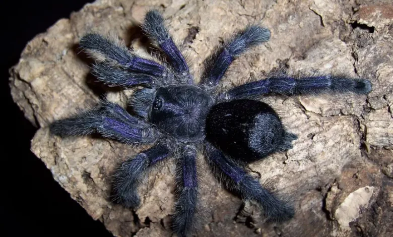 Avicularia purpurea