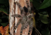 Avicularia rufa