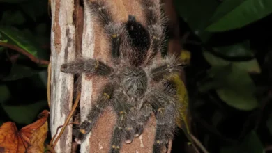 Avicularia rufa