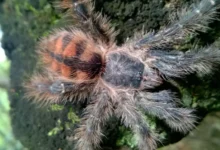 Avicularia taunayi