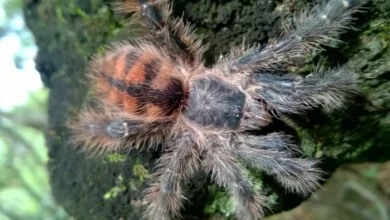 Avicularia taunayi