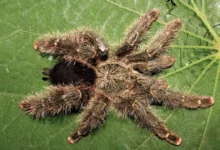 Avicularia variegata