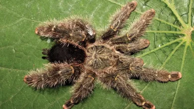 Avicularia variegata