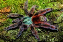 Avicularia versicolor