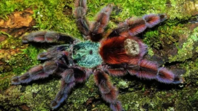 Avicularia versicolor