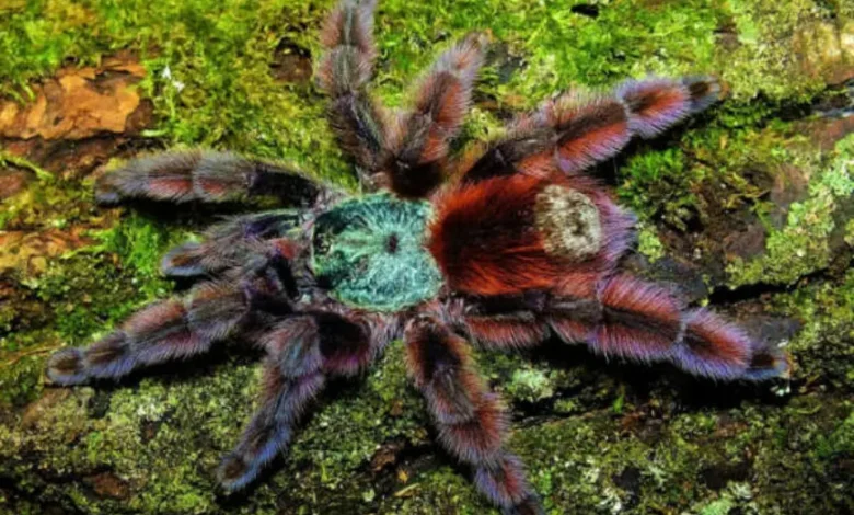 Avicularia versicolor