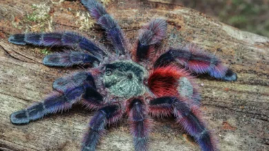 Avicularia versicolor