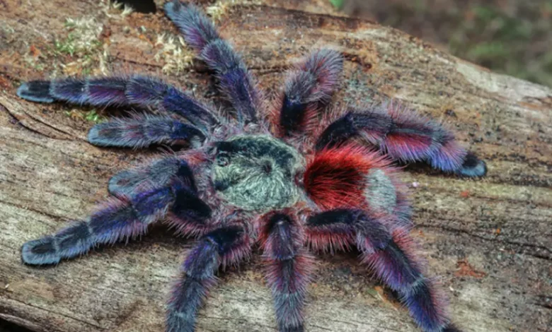 Avicularia versicolor