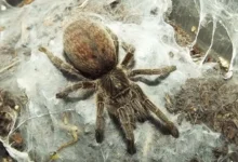 Bacillochilus xenostridulans