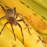 Banana and Spider: Unveiling the Truth Behind the Myths and the Reality