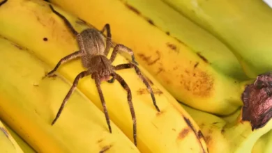 Banana and Spider