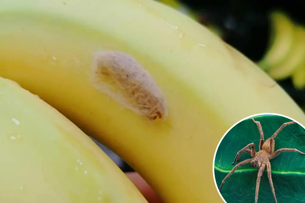 Banana and Spider