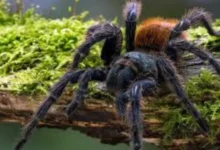 Biología de las Tarántulas