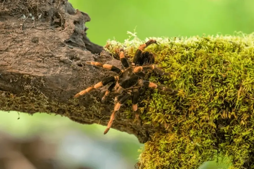 Biología de las Tarántulas