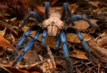 Birupes simoroxigorum