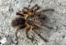 Bistriopelma fabianae