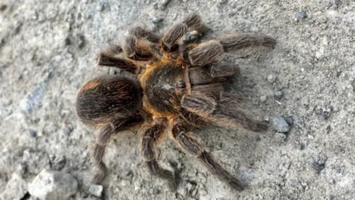 Bistriopelma fabianae