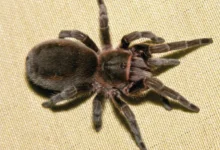 Bistriopelma kiwicha