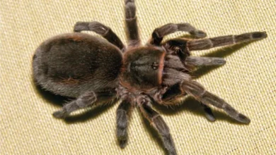 Bistriopelma kiwicha