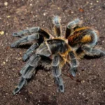 Bistriopelma lamasi