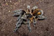 Bistriopelma lamasi