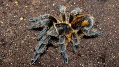 Bistriopelma lamasi