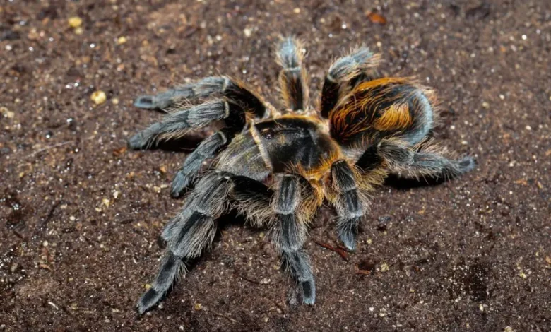 Bistriopelma lamasi