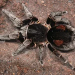 Bistriopelma matuskai