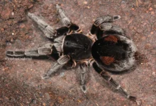 Bistriopelma matuskai