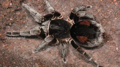 Bistriopelma matuskai