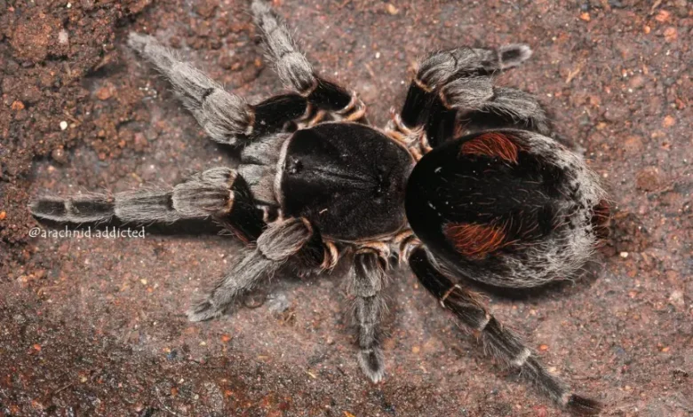 Bistriopelma matuskai