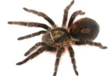 Bistriopelma peyoi