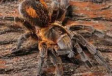 Bistriopelma titicaca