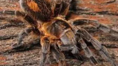 Bistriopelma titicaca