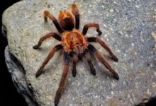 Bonnetina cyaneifemur