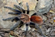 Bonnetina hijmenseni