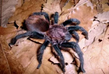 Bonnetina papalutlensis