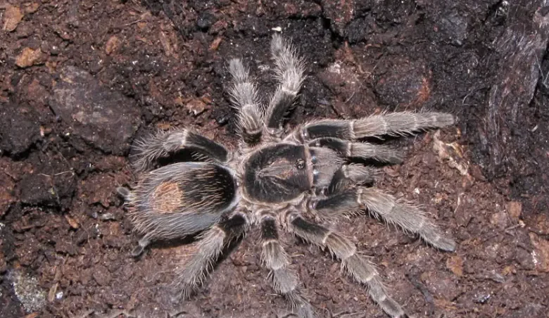 Bonnetina tindoo