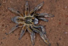 Brachionopus annulatus