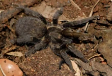 Brachionopus pretoriae