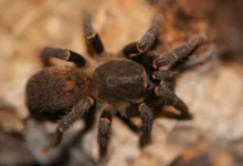 Brachionopus robustus