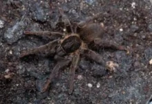 Brachionopus tristis