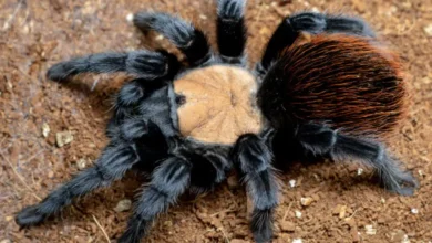 Brachypelma albiceps