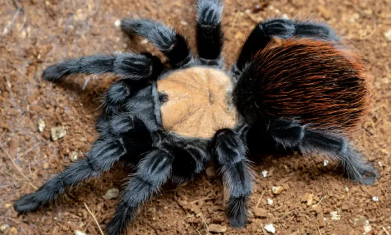 Brachypelma albiceps